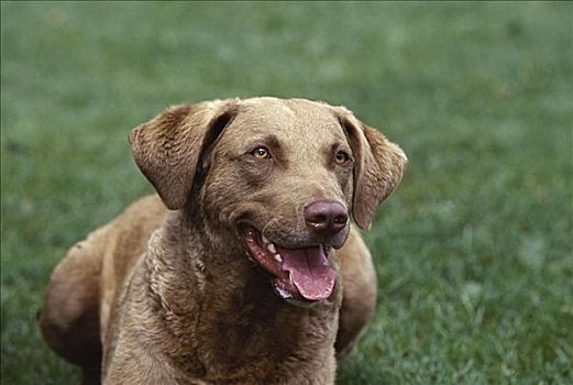 Chesapeake (Picture of Chesapeake Puppy)